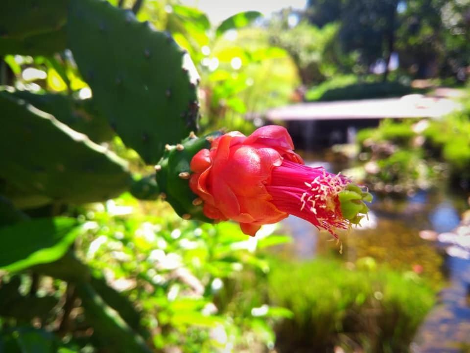Pousada Paralelo 14 Alto Paraíso de Goiás Eksteriør bilde